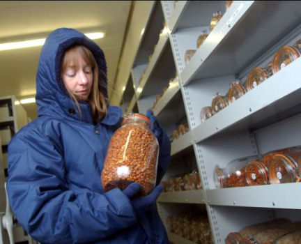 A worker checks on containers of seeds at a storage facility run by the Millennium Seed Bank Project in England. She is bundled up because the seeds are stored at a frosty �C4ºF (�C20ºC).