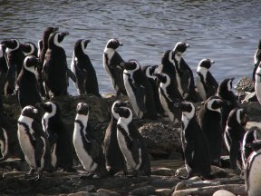 A colony of African penguins.