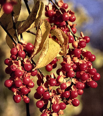 In New York City, among other places, an invasive species called Oriental bittersweet (below) is rapidly replacing the native American bittersweet (above). The two plants may look alike, but the invader is far more destructive.