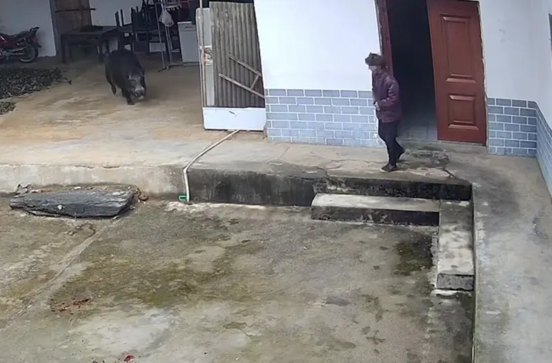 大家怎么看：老人被咬死，家属：是捕猎队的猎犬将野猪追赶进家中