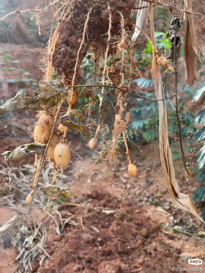 你们见过这种食物吗？