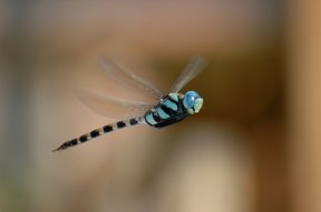 A dragonfly in flight.