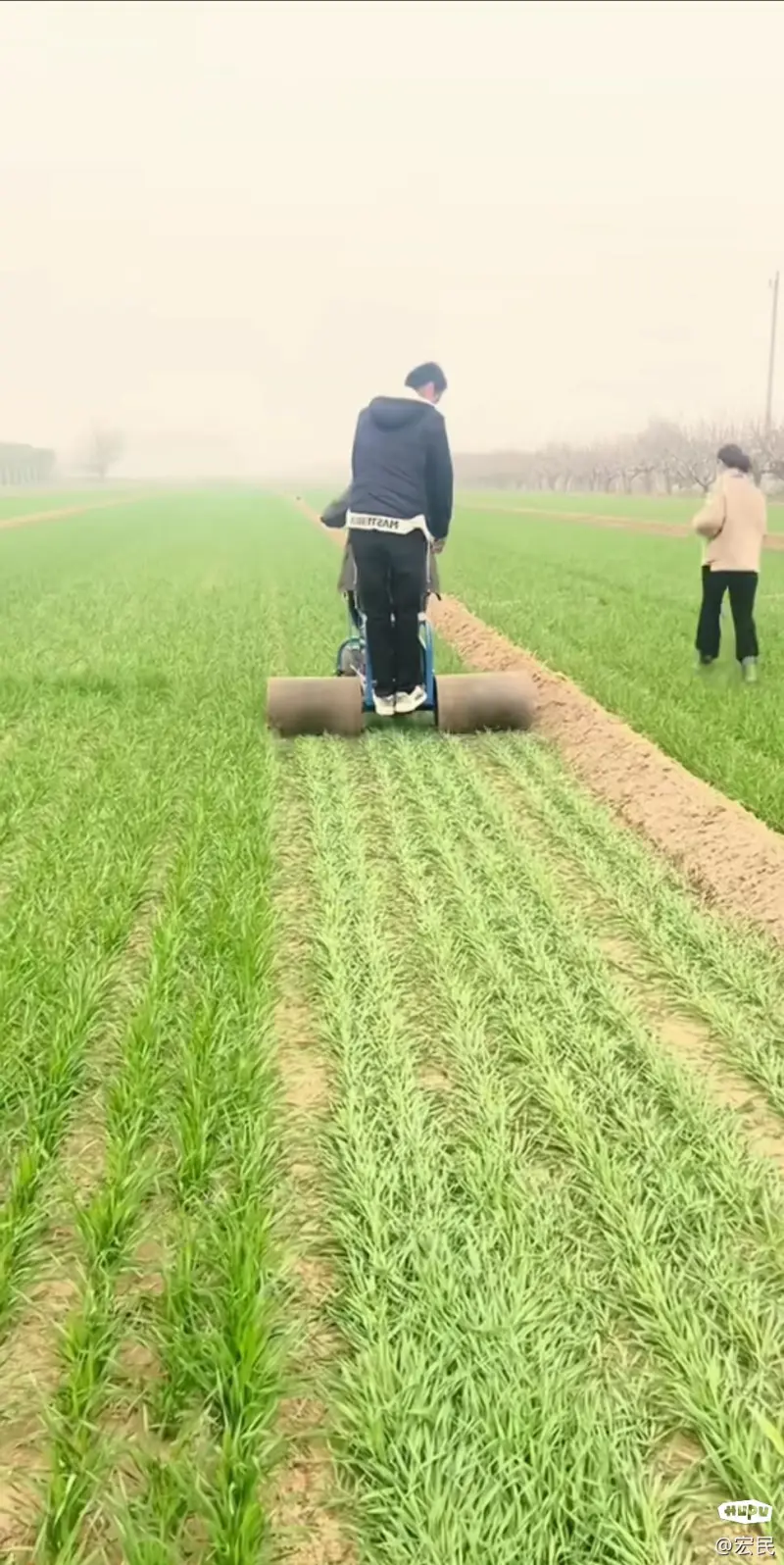 北方人先不要说话，我问问南方的朋友，你猜一下，好好的麦苗，为什么要猛的踩踏、碾压？